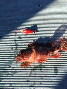 お魚
