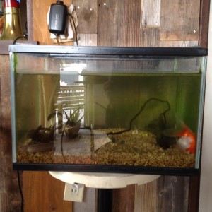 ドジョウと金魚